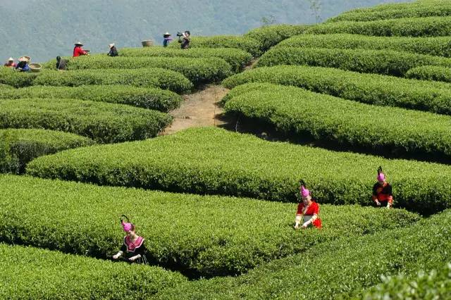 【茶人茶园】走进福安美丽茶园坦洋茶场