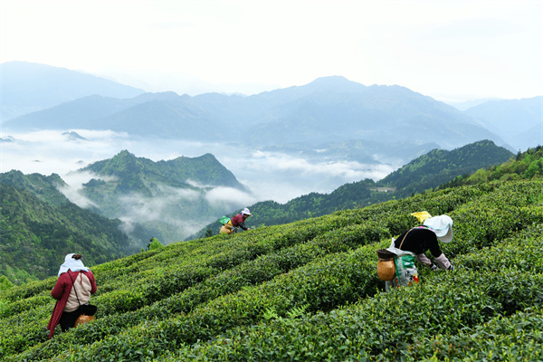 雷山银球茶问鼎中国好绿茶贵州金奖茶王