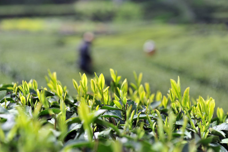 茶农忙采