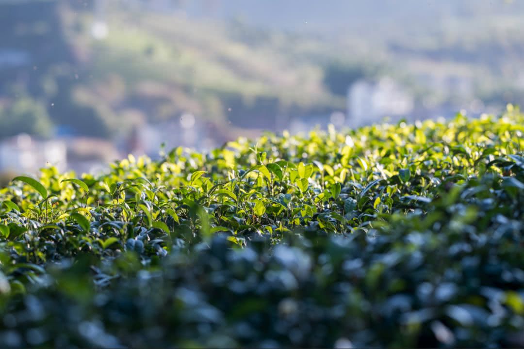 在普洱茶小镇,每个人只想做一只安静的软体动物