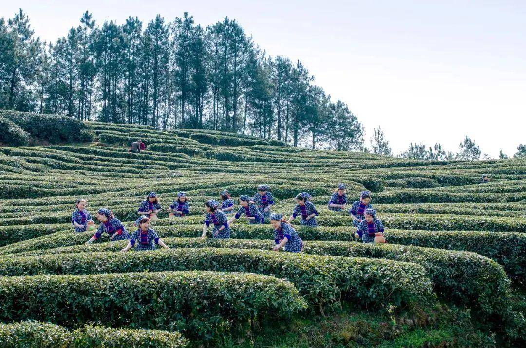 茶香漫山,最清新的夏天就藏在威海茶园里!_乳山_茶叶_凉水泉