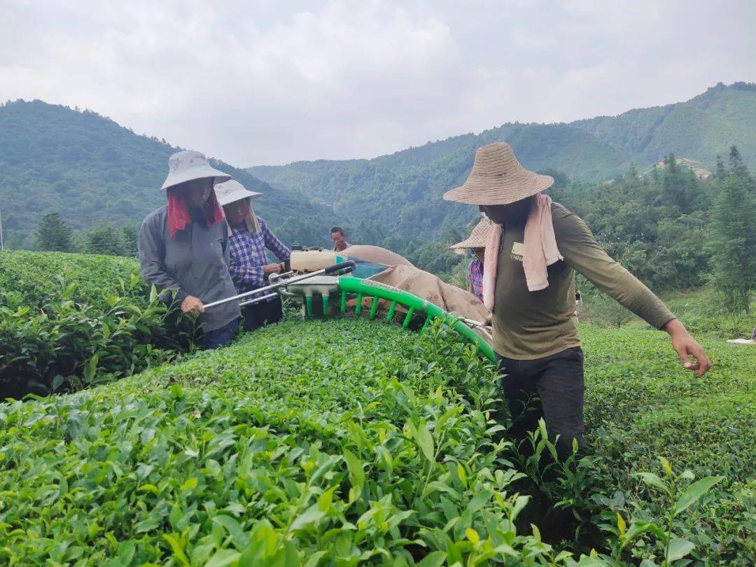 村民在茶园内收割茶叶