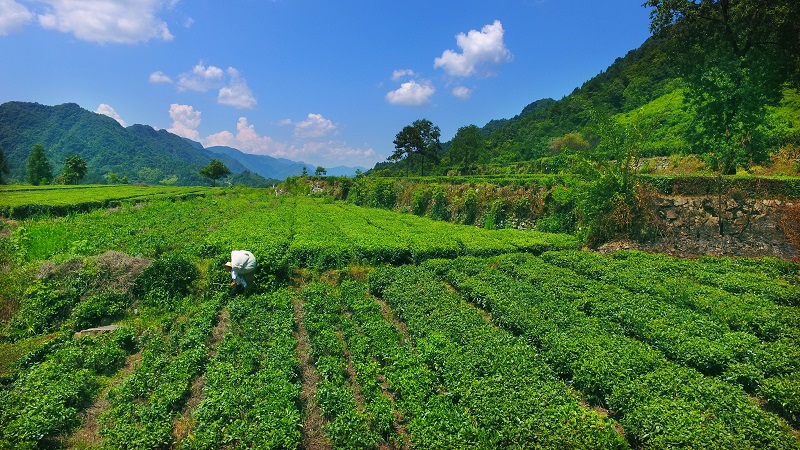 非遗项目张家界牧羊冲甑蒸茶制作技艺的前世今生