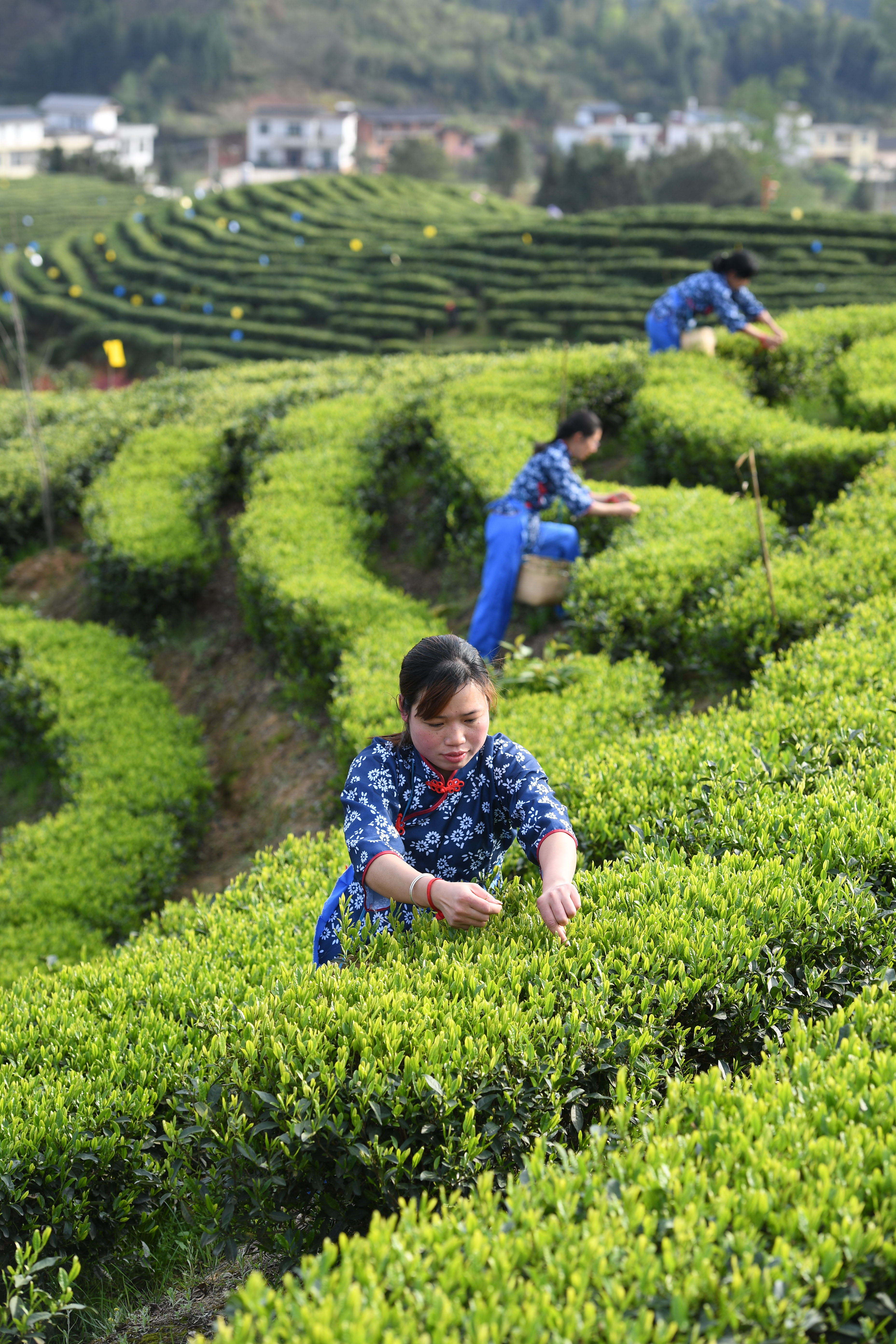 江西铜鼓:采摘“明前茶”_茶园