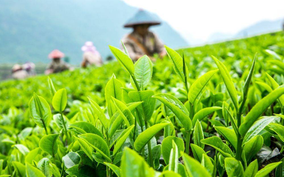 千亩茶园觅清凉,一缕茶香抵暑气丨海丝茶旅