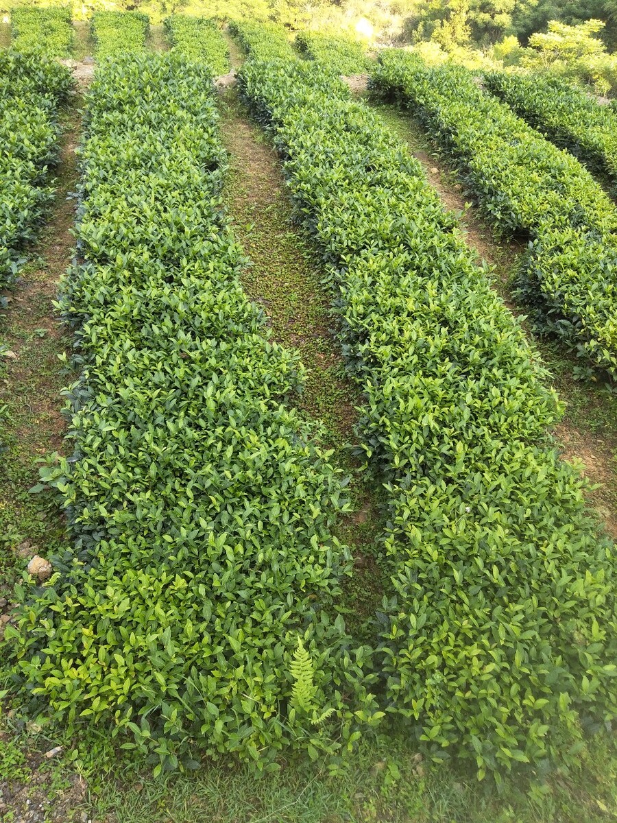 福建安溪铁观音茶茶叶