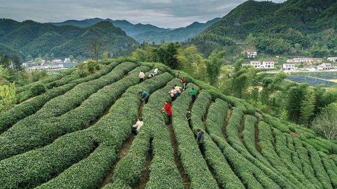 单龙寺镇:茶旅融合探索发展新路径