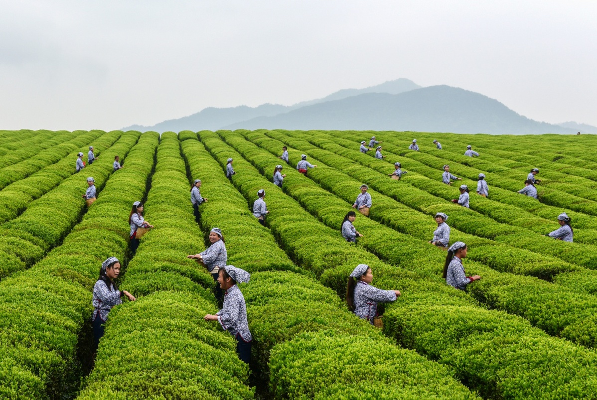 江西德兴:茶农喜采生态茶 千亩茶园助增收