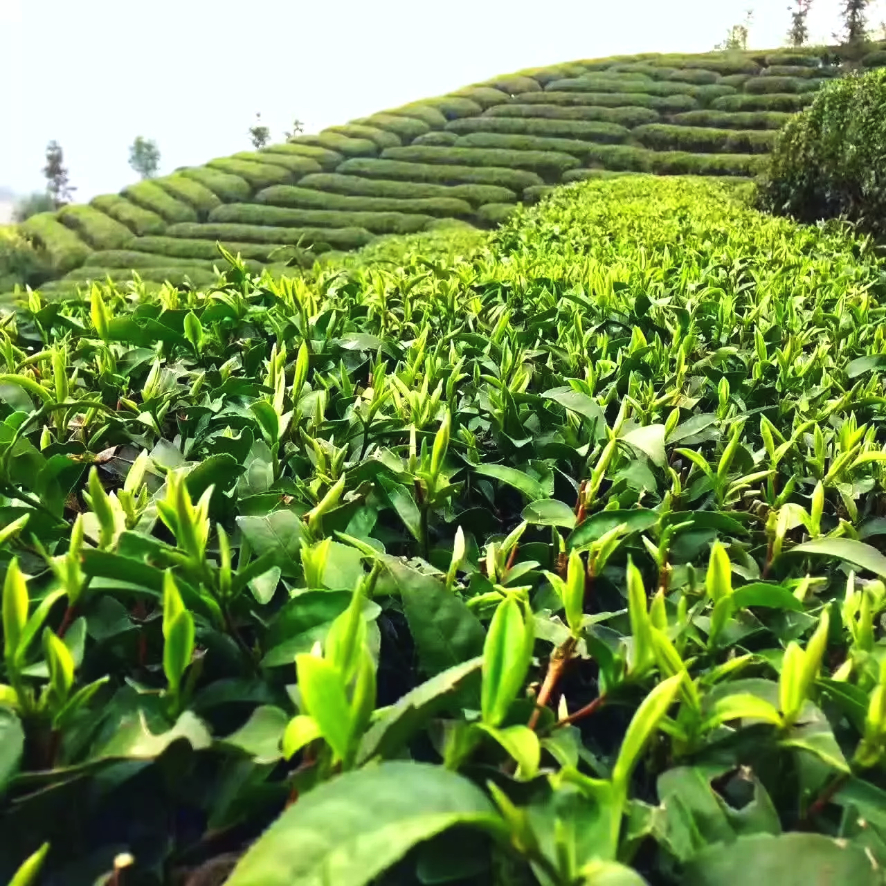 家乡的英山云雾茶