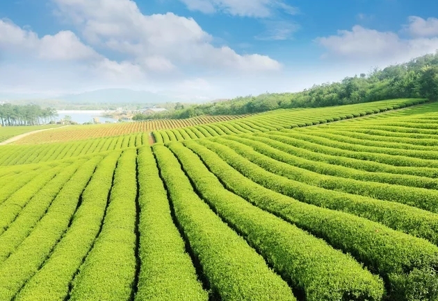 一片茶叶的旅行