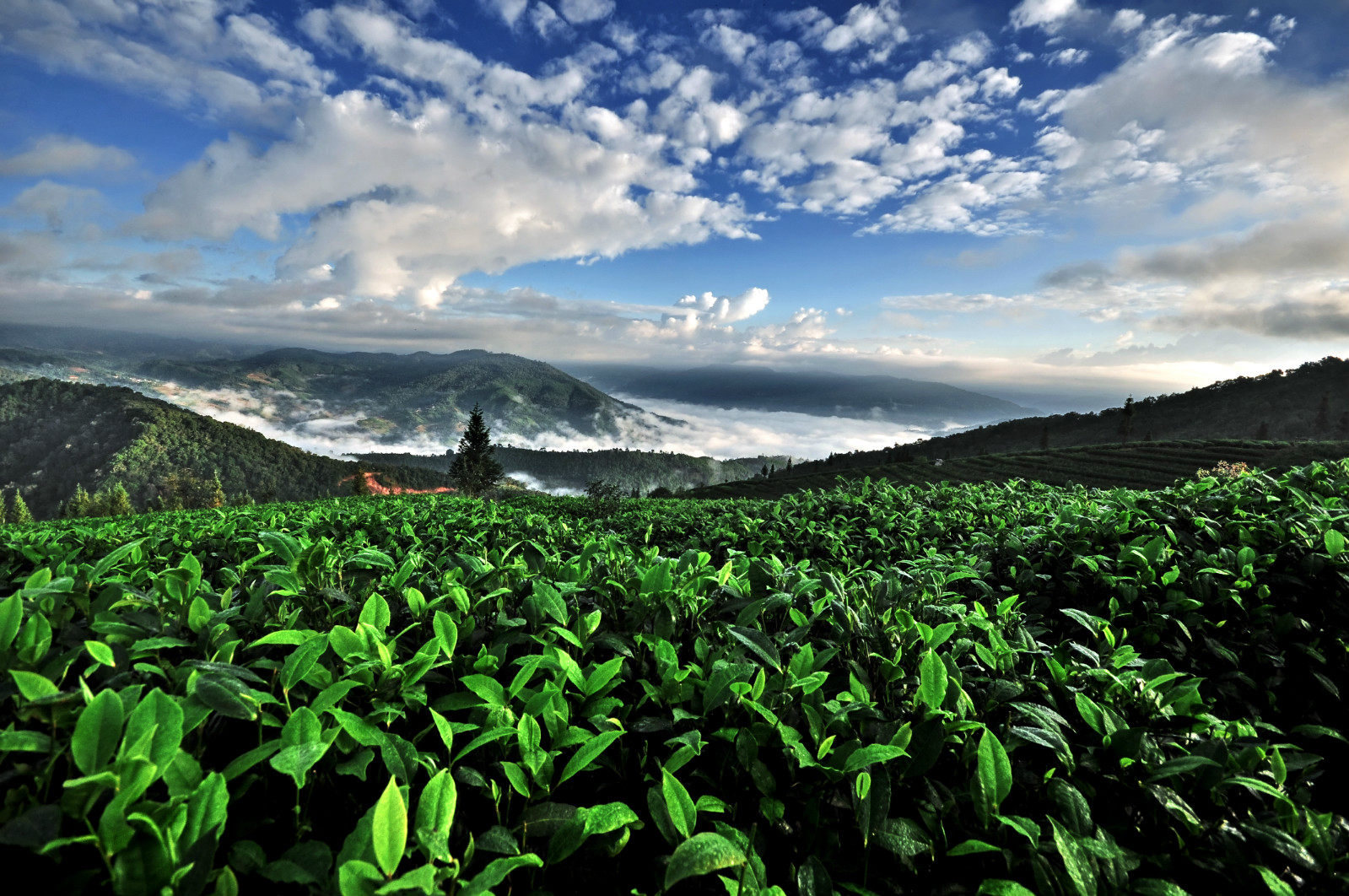 【老包说茶】2018年 或成“中期茶元年”(下)_搜狐财经